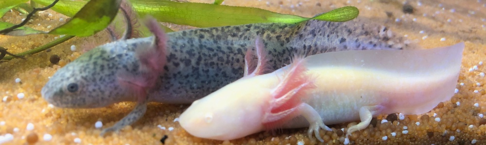 Axolotl - Alles zur erfolgreichen Zucht und Haltung - JBL Nitrit